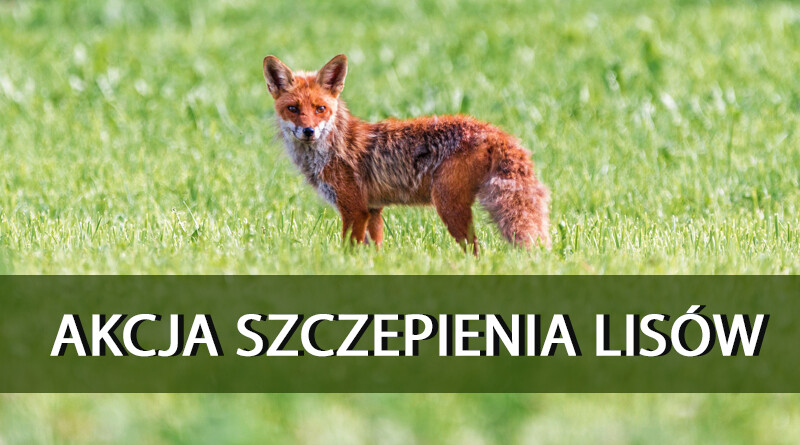 Akcja szczepienia lisów