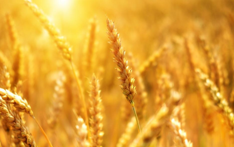 Materiał siewny - rusza nabór wniosków o przyznanie pomocy